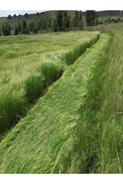 Dört Mevsim Tohumculuk Teff Grass Yazlık Ot Tohumu - 5 KG