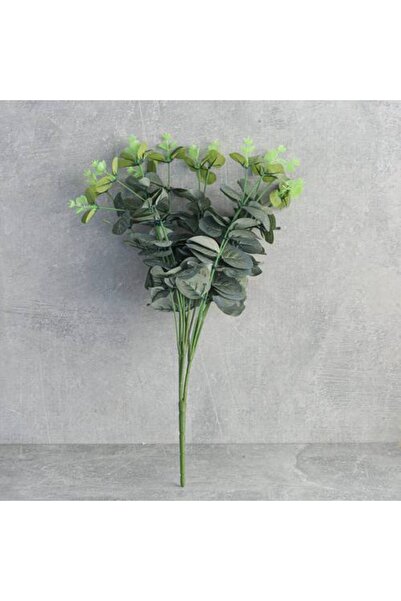 Generic Eucalyptus Tree Branch