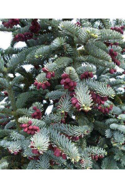 ABİ ES PROCERA AMERİKAN GÖKNARI BİTKİSİ