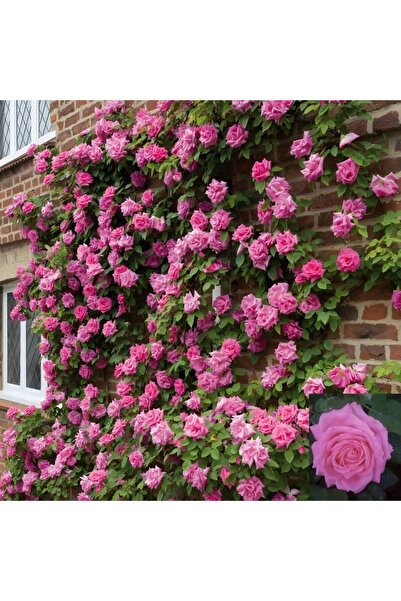 AFYONDOĞAPEYZAJ AŞILI 4 YAŞ ISPARTA PEMBE YOĞUN KOKULU SARMAŞIK GÜL FİDANI 14...