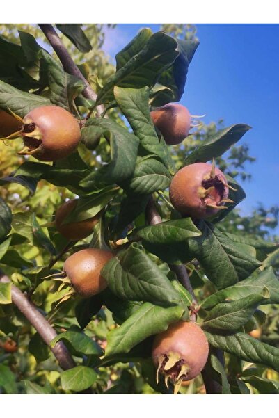 AFYONDOĞAPEYZAJ AŞILI SERTİFİKALI İSTANBUL İRİ CİNS MUŞMULA FİDANI 3 YAŞ SAKSILI