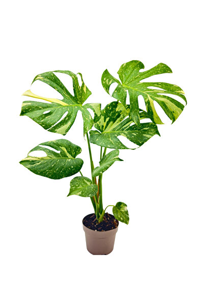 ERNAZ Monstera Variegata Özel tür Deve Tabanı | 14 Cm Saksı 40-50 cm Boy Trop...