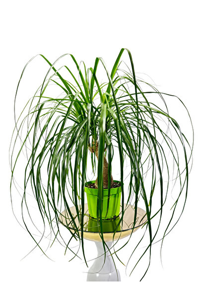 Ernaz Bitki Dünyası Nolina (Ponytail Palm – Fil Ayağı Bitkisi) | 70-80 cm Tek...