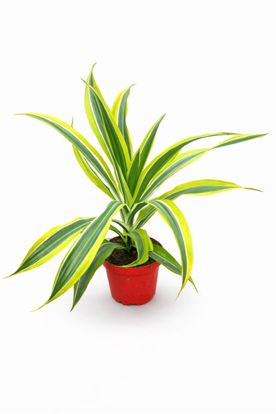 ERNAZ Dracaena Deremensis ‘Lemon Lime’ 50 cm Masa Boy | Dekoratif Tropikal Ca...