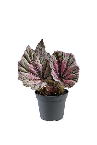 Eufloria Begonia rex 'Dew Drop' D6