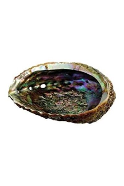 OEM Green Abalone Shell 12-15 cm