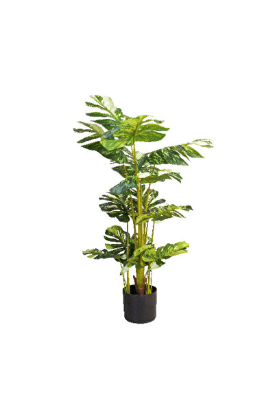 Generic Monstera Tree