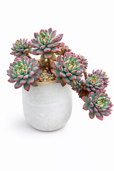 Sukulent İthal Echeveria Blue Elf – Kore Koleksiyonluk Özel Tür (Büyük Form •...