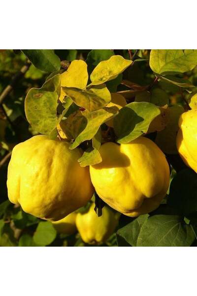 AFYONDOĞAPEYZAJ TÜPLÜ 3 YAŞ AŞILI SERTİFİKALI EGE 22 AYVA FİDANI