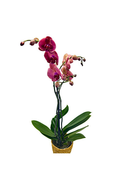 ERNAZ Orkide – Phalaenopsis | Somon Renk Canlı | Saksı Çiçeği | Ev & Ofis İç ...