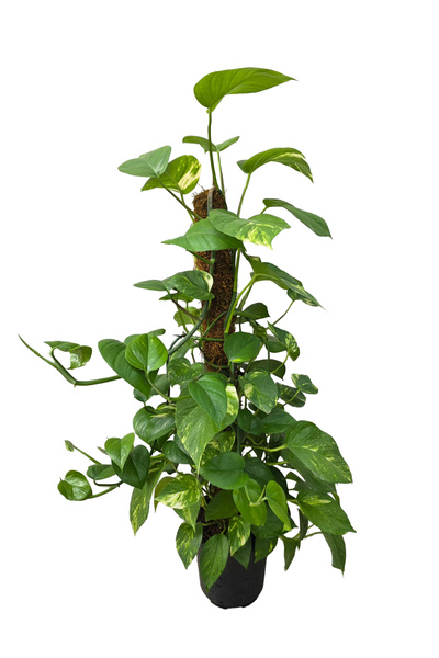 ERNAZ Patos Salon Sarmaşığı - Epipremnum Aureum | Yosun Sopalı | 21 cm Saksı ...