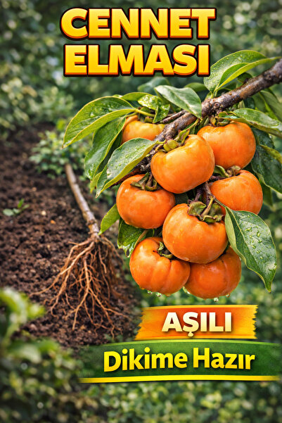ÇİÇEKFLİX Trabzon Hurması(CENNET HURMASI) Meyve Fidanı 2 Yaş (aşılı )fidanı 5...