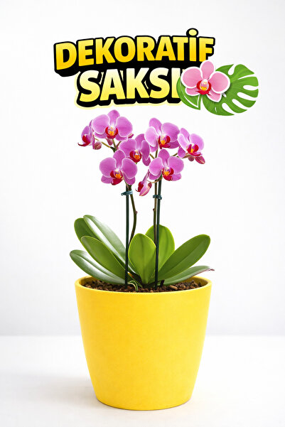 Plant Home Power Mix Orkide Saksısı Sarı Dekoratif Dış Saksı 1 Adet- 12 Pot Ş...