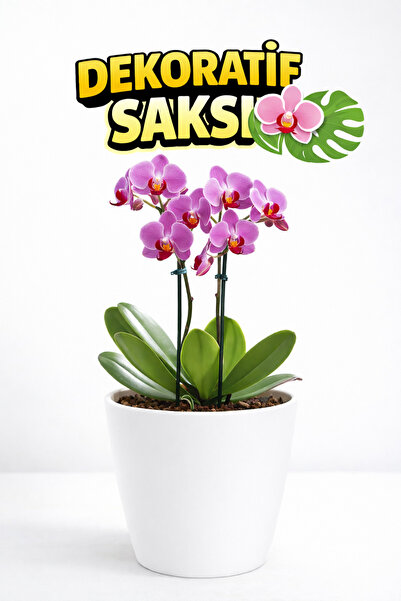 Plant Home Power Mix Dekoratif Orkide Dış Saksısı Beyaz – Hava Alan ve Zarif ...