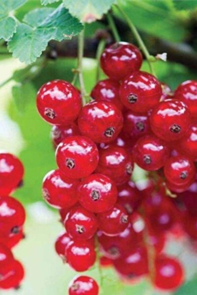 Genel Markalar Frenk Üzümü   Kırmızı Meyveli  Fidanı Açık Köklü 60-70 cm