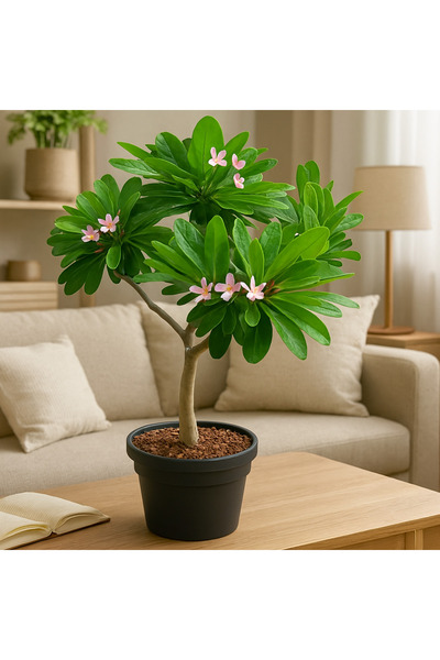 Generic نبات بلوميريا حي، أزهار وردية وبيضاء