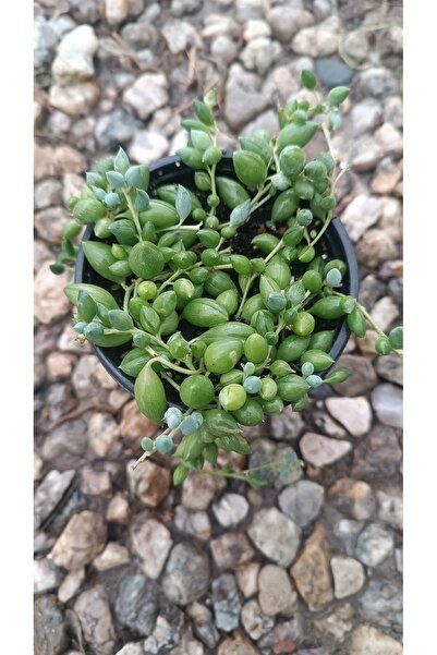 PLANTİS BOTANİK Senecio Rowleyanus Tesbih Sukulent 9cm Saksılı
