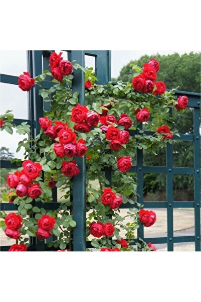 Mimoza Kırmızı Gül Fidanı Kokulu Yediveren Sarmaşık 10-20 cm