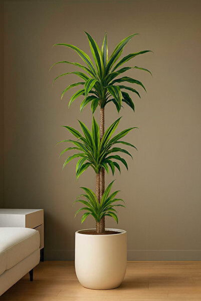 Generic دراسينا ليمون لايم - منقي هواء داخلي نابض بالحياة (إضاءة خافتة) 100-1...