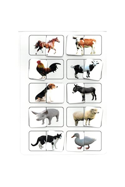 OEM Educational Board - Domestic Animals