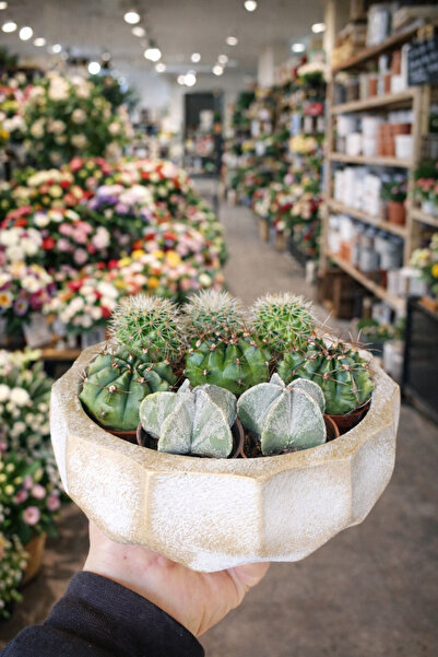 bitkidünyam Zengin kaktüs aranjmanı Taş taksıda
