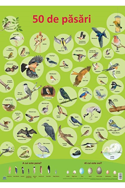 Editura DPH Plansa - 50 de pasari