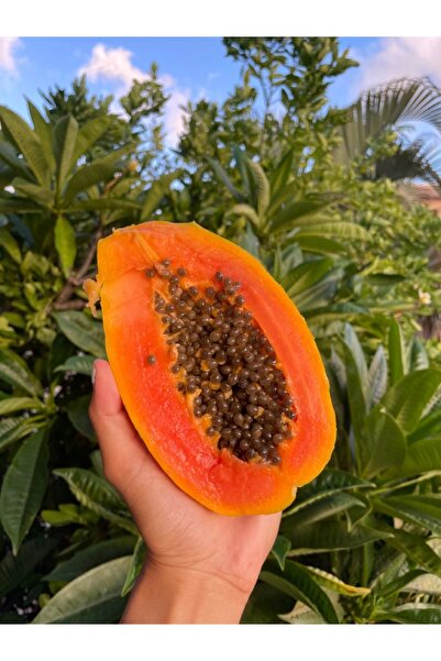 Tropik Dükkanım Dalından Taze Yeşil Papaya Meyvesi 1 Adet