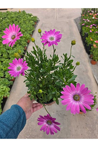 Ernaz Bitki Dünyası Bodrum Papatyası - Osteospermum 1 Adet (Rastgele Renk)