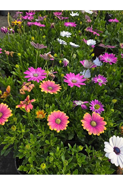 Genel Markalar Bodrum Papatyası - Osteospermum 3 Adet (Rastgele Renk) Çiçekli...