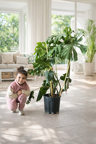bitkidünyam Dev deve tabanı monstera çift kök