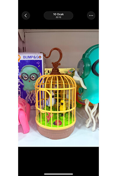 High Sese duyarlı öten muhabbet kuşları