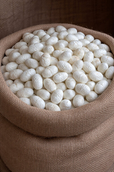 HOLTECH Ham İpek Kozası Doğal İpek Böceği Kozası Kuru Koza 25 adet