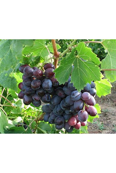 Ecotera Grape vine – Tamina – table variety