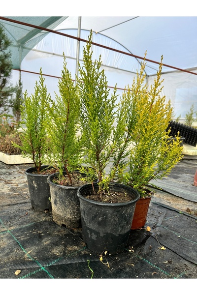 tolunay peyzaj ve fidancılık Limon Servi Fidanı ( Kokulu ) 20 - 30 cm