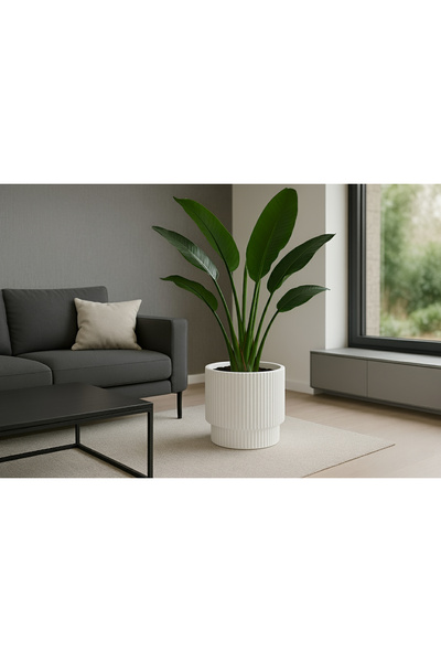 CANBOTANİK Vega Saksı Tırtıklı Model Büyük Boy Beyaz Dekoratif Modern Saksı V...