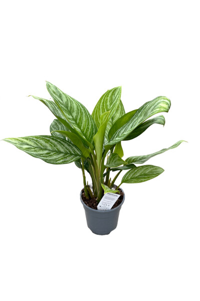 Betonish Aglaonema 'Stripes' (Çin Herdemyeşili)