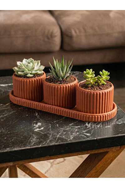 Maker Deha 3'lü Tepsili Sukulent ve Kaktüs Saksı Seti - Modern Fitilli Tasarı...