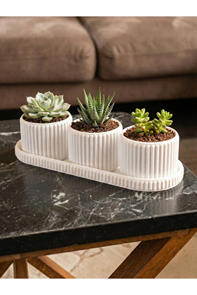 Maker Deha 3'lü Tepsili Sukulent ve Kaktüs Saksı Seti - Modern Fitilli Tasarı...
