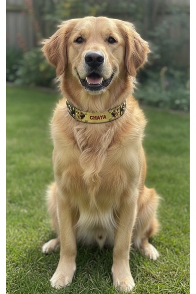Sürmeli Tasma Golden Retriever Köpek Tasması Hakiki Manda Derisi İsteğinize Ö...