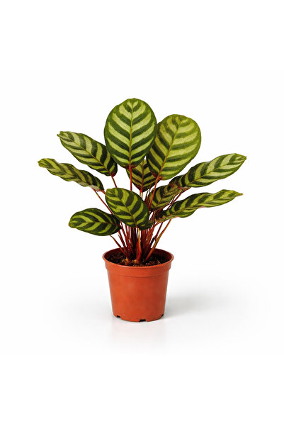 gardenkoala Tavuskuşu Kalatya – Calathea makoyana – 12 cm Saksı