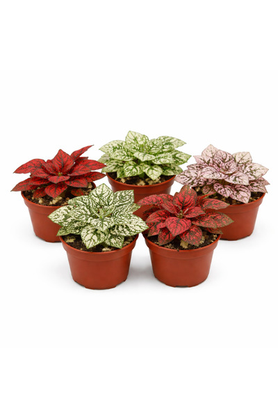 gardenkoala Karışık Benekli Bitki – Hypoestes – 8,5 cm Saksı – 5'li Set