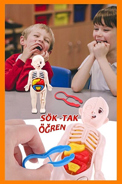 elisalife Organları Tanıtan Eğitici Bebek Oyuncak Insan Vücudu Maketi Anatomisi Iç Organlar Bulmaca Puzzle