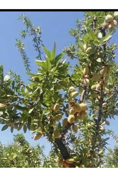 AFYONDOĞAPEYZAJ 2 YAŞ AŞILI SERTİFİKALI BERTİNA BADEM FİDANI AÇIK KÖK