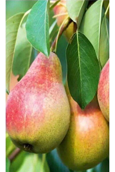 AFYONDOĞAPEYZAJ 2 YAŞ AŞILI SERTİFİKALI HAZİRAN GÜZELİ YAZLIK ARMUT FİDANI AÇ...