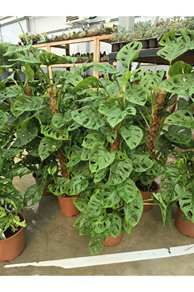 Ernaz Bitki Dünyası Monstera Adansonii (Monkey Mask) Yosun Sopalı | Sarmaşık ...