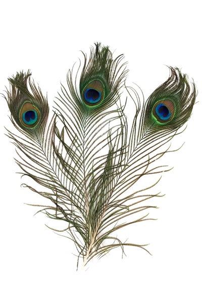 Loolipo Set 3 pene de păun, 25 - 30 cm