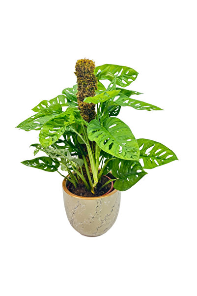 Ernaz Bitki Dünyası Monstera Adansonii (Monkey Mask) Yosun Sopalı | Sarmaşık ...