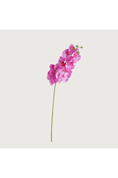 Generic Orchid Flower Stem