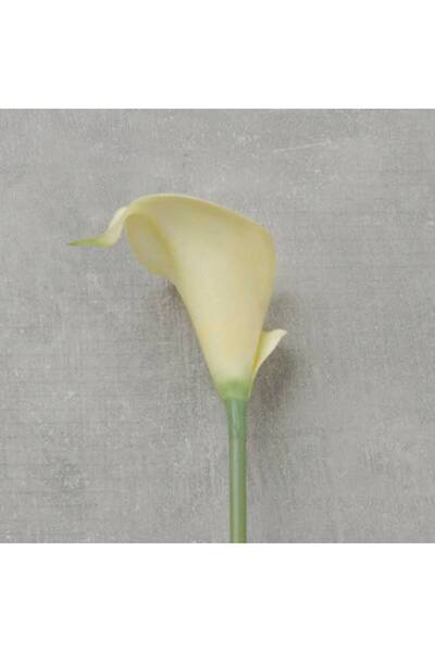 Generic Calla Flower Stem