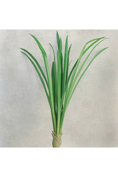 Generic Falsenaria Plant